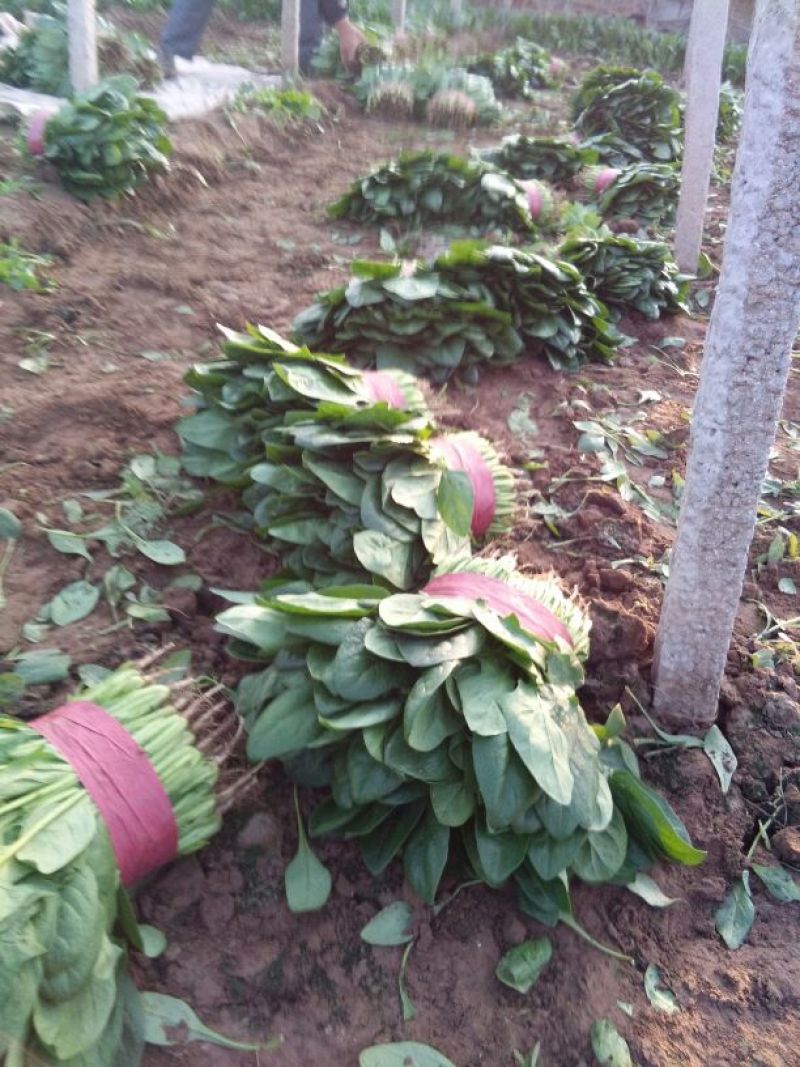 菠菜15~20厘米现货现发新鲜发货常年供应价格优惠批发