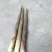 刺竹春笋25~30cm30cm以上40cm以上50c