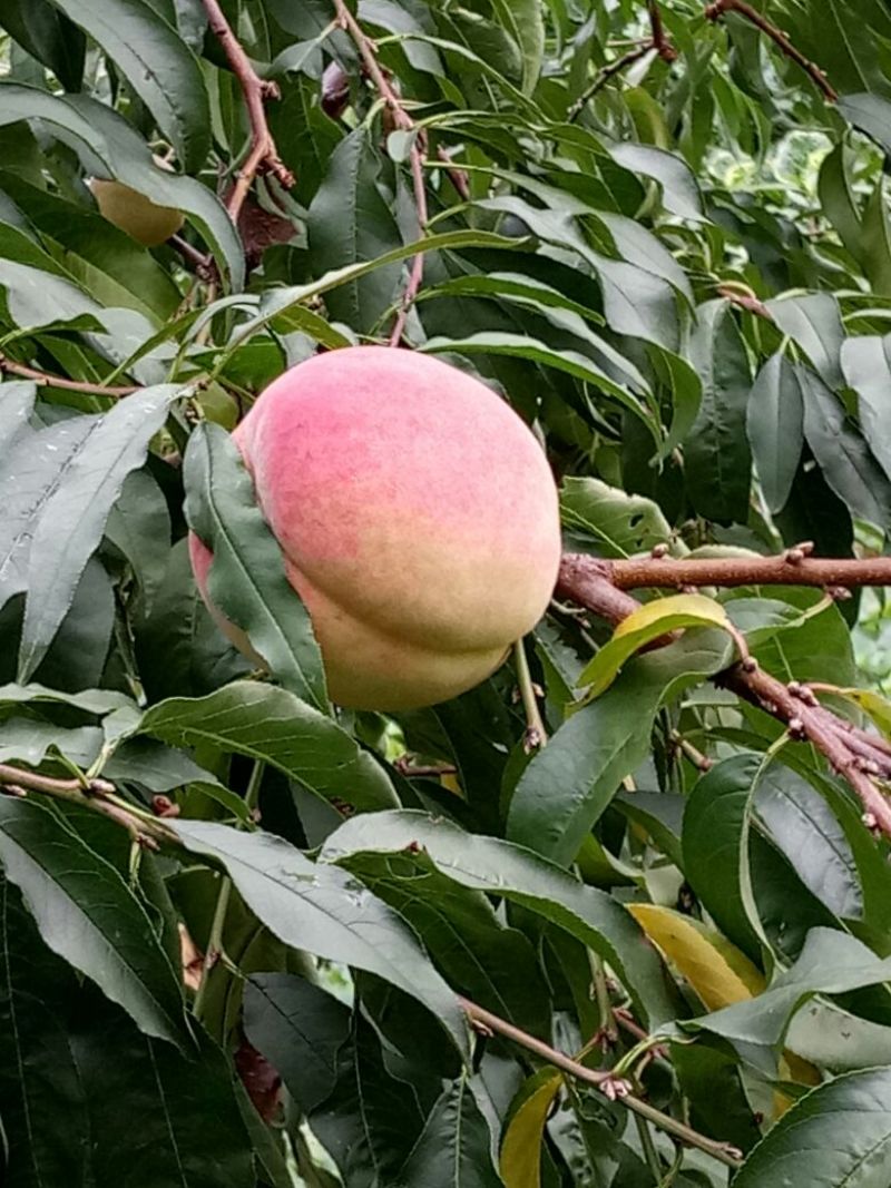 桃树苗沂蒙霜红桃苗单果500棵缝合线明显