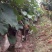 巨峰葡萄1~2斤自家果园种植欢迎大家参观品尝