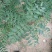 花椒苗1~2年，品种大红袍，无刺，青椒