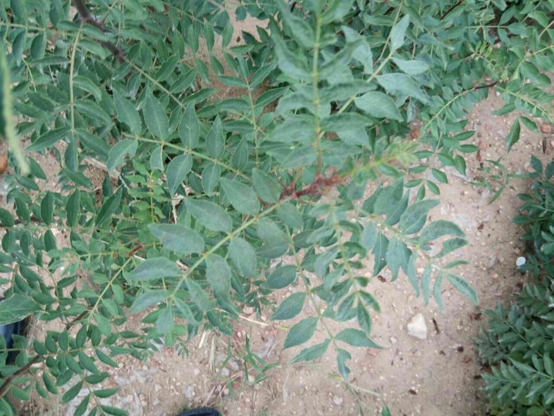 花椒苗1~2年，品种大红袍，无刺，青椒