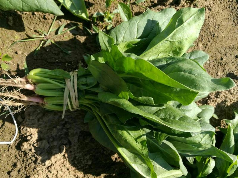 秋菠菜20~25厘米