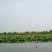 莲蓬5~8cm