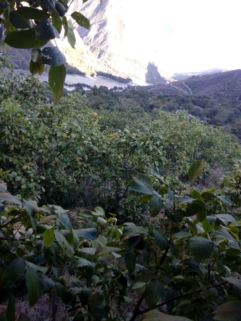 青皮核桃青皮