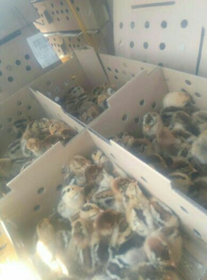青脚土鸡苗1斤以下