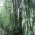 绿竹15~16m