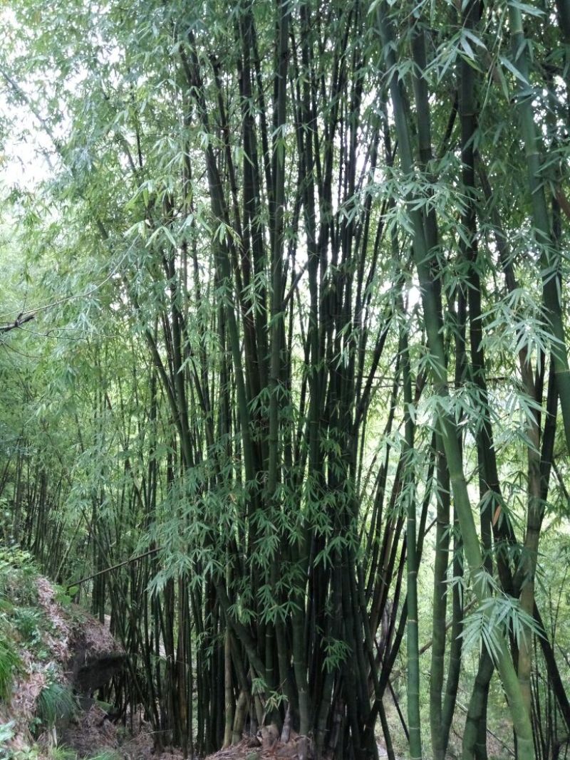 绿竹15~16m