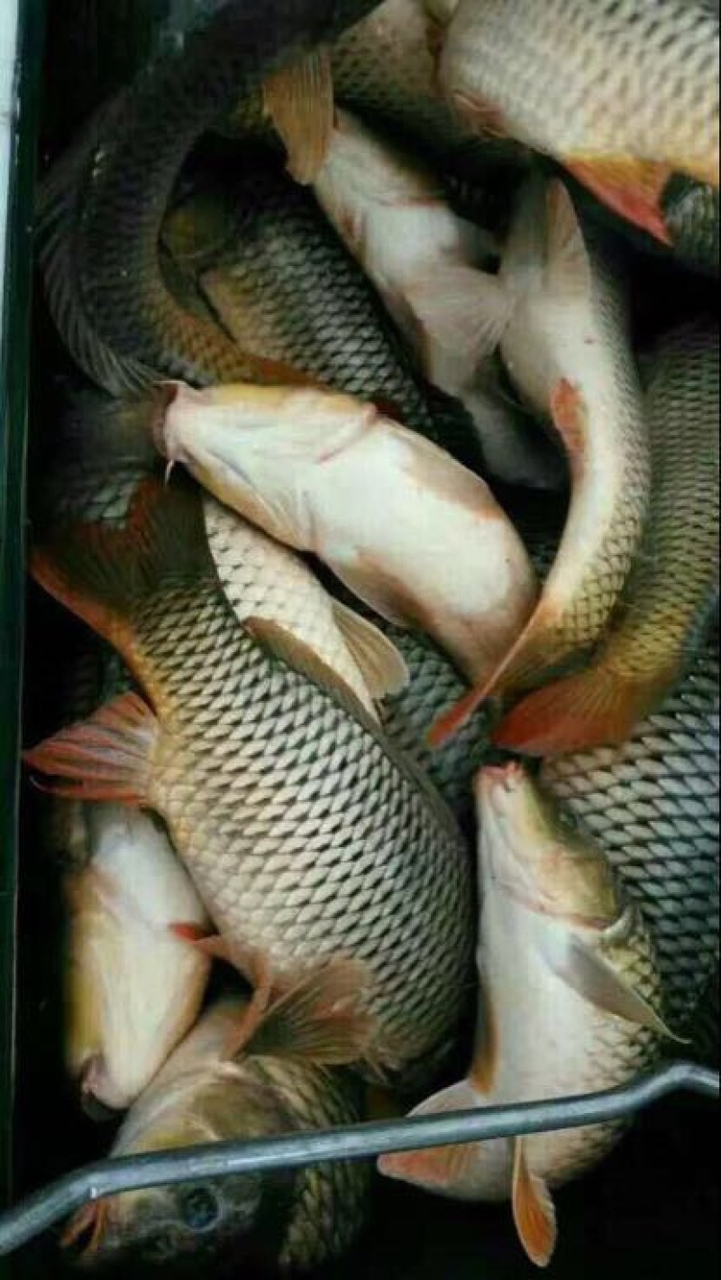 鲤鱼