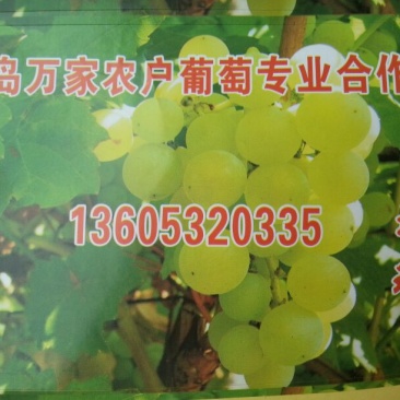 泽山一号葡萄