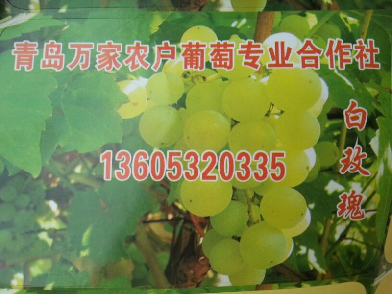 泽山一号葡萄