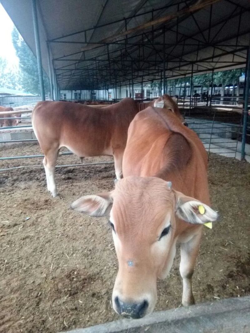 鲁西黄牛100~200kg