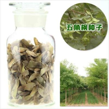 五角枫种子