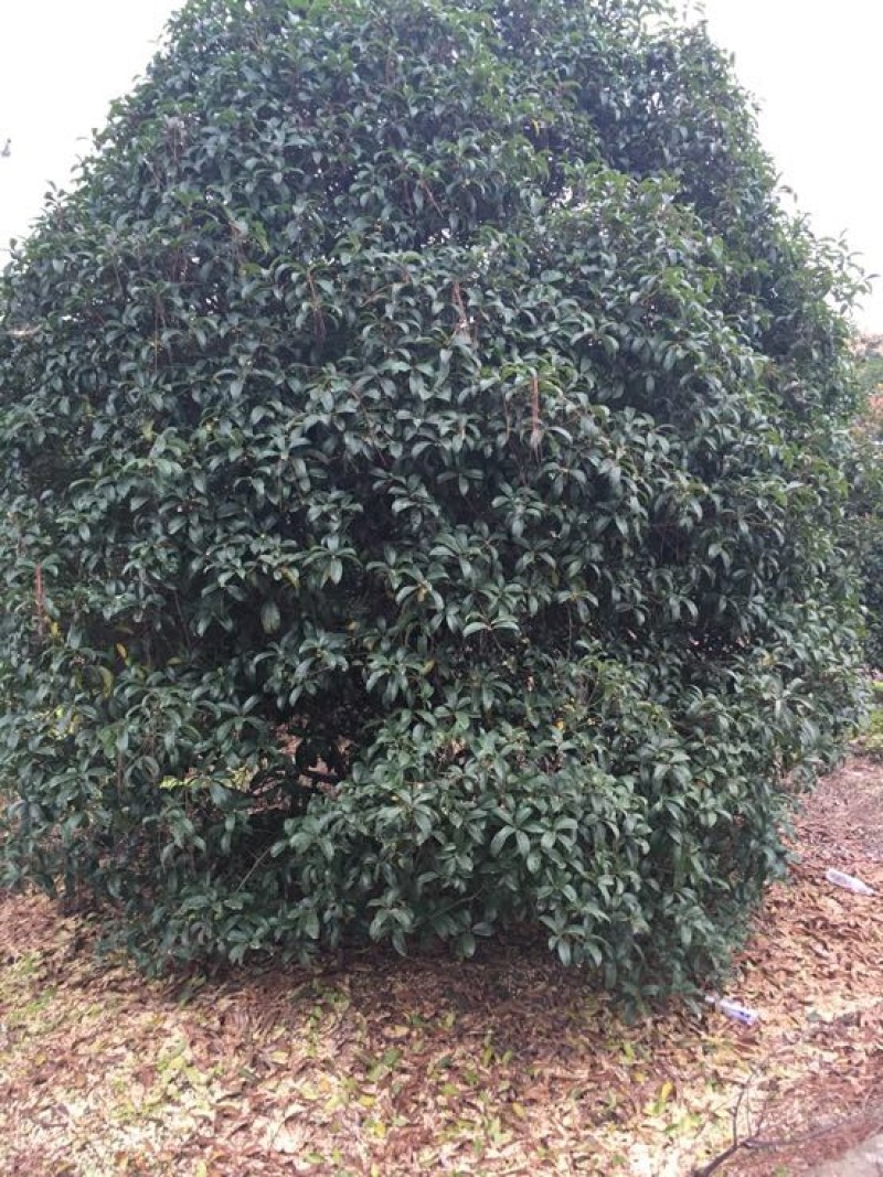 黄金桂花树