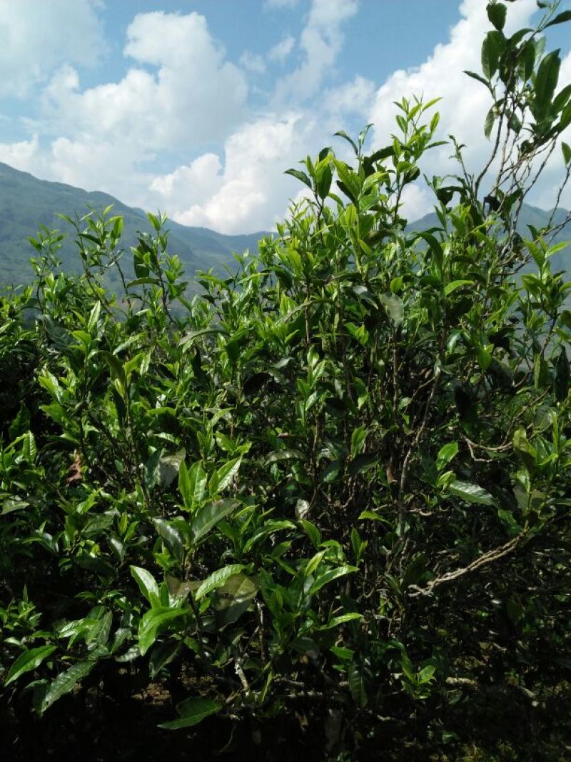 百年大树茶