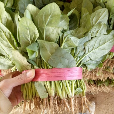 大叶菠菜20~30公分