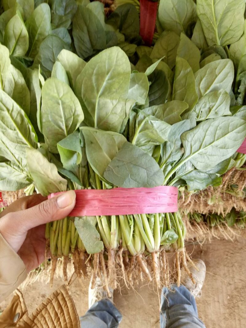 大叶菠菜20~30公分