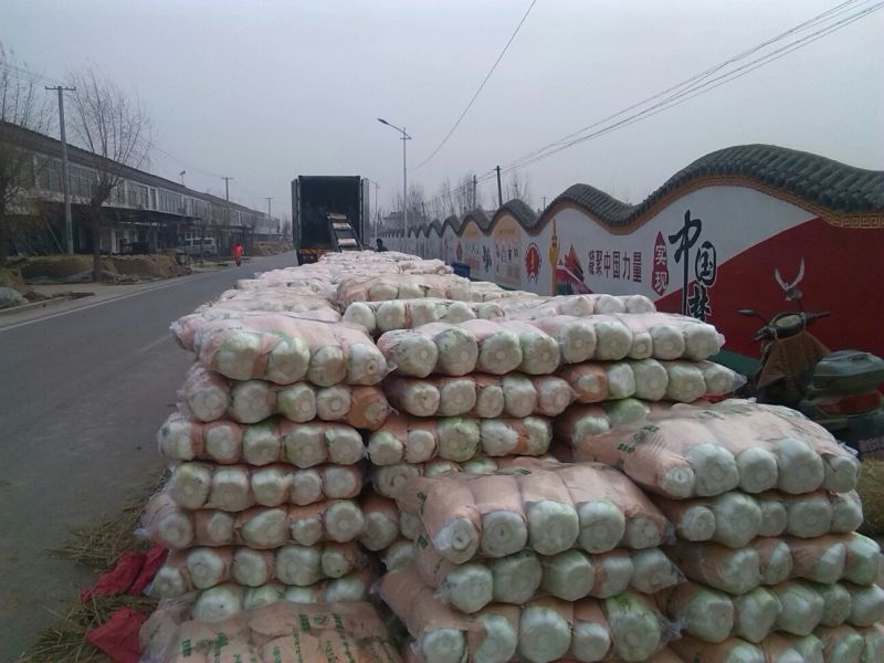 山东肥城精品大白菜北京新三号白菜产地直发一手货源