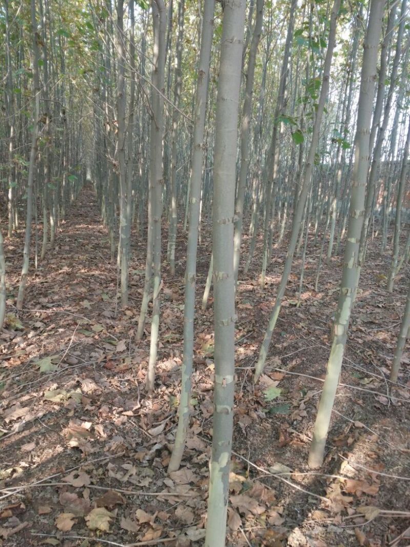法桐树4~6cm8~10cm2.5~3米1~2米