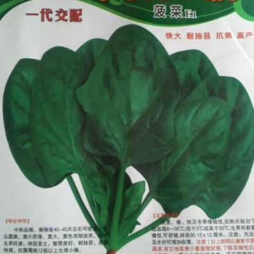 越冬菠菜15~20厘米