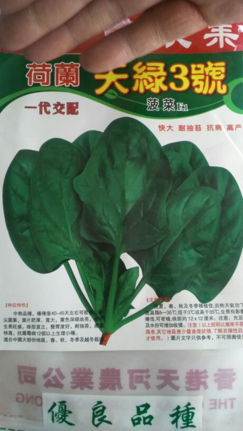 越冬菠菜15~20厘米