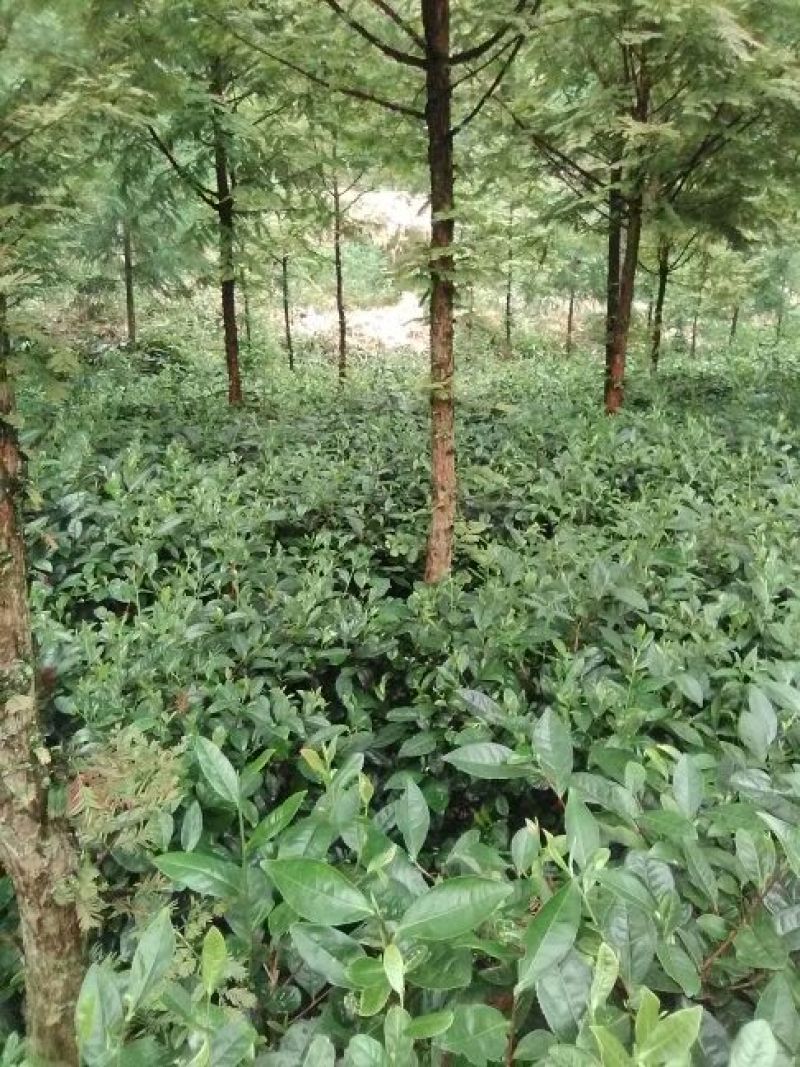 本山茶二级