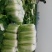 山东精品黄心白菜产地直销大量供应北京新三号大白菜4~6斤