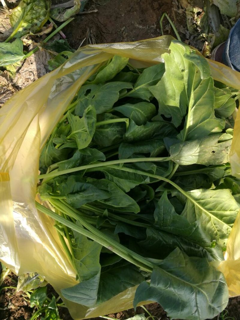 菠菜15~20厘米