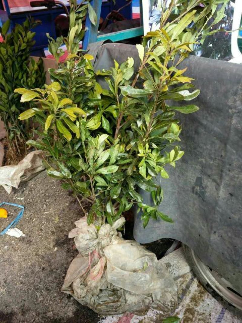杨梅苗50~80cm