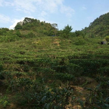 本山茶一级