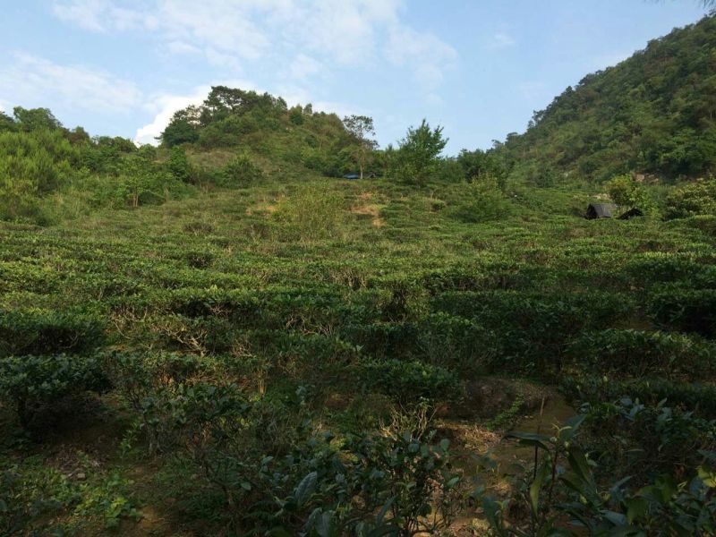 本山茶一级