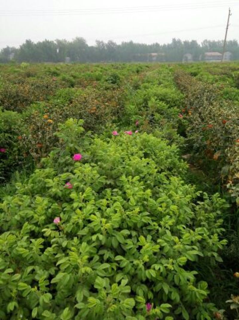 玫瑰花茶