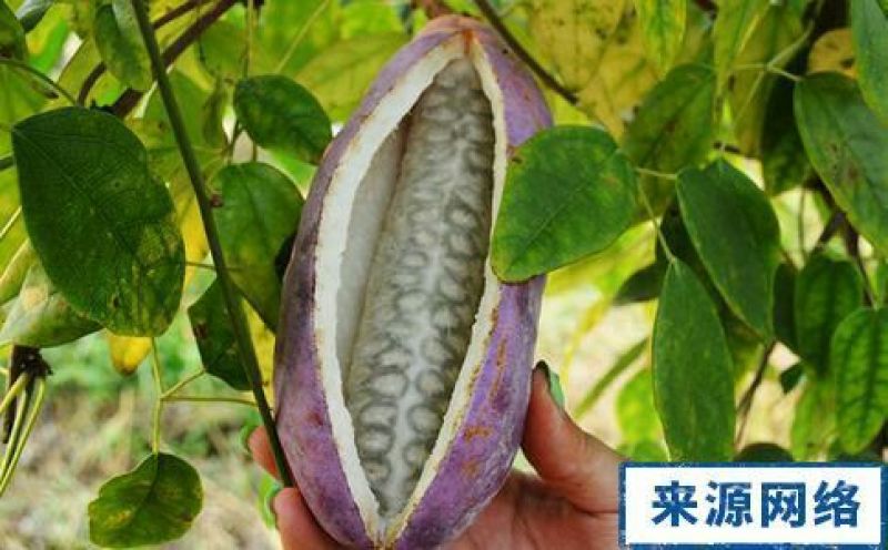 八月瓜苗紫瓜一年就能挂果的大苗