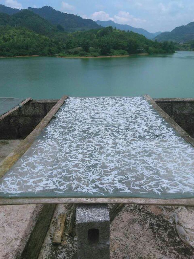 银鱼冰鲜鱼