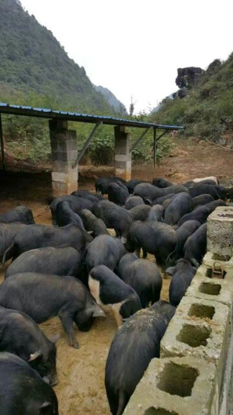 巴马香猪母