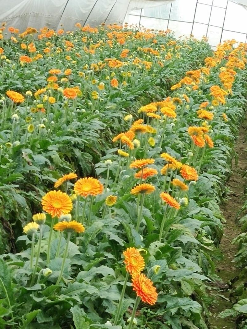非洲菊鲜切花18枝一扎浙江海宁基地发货