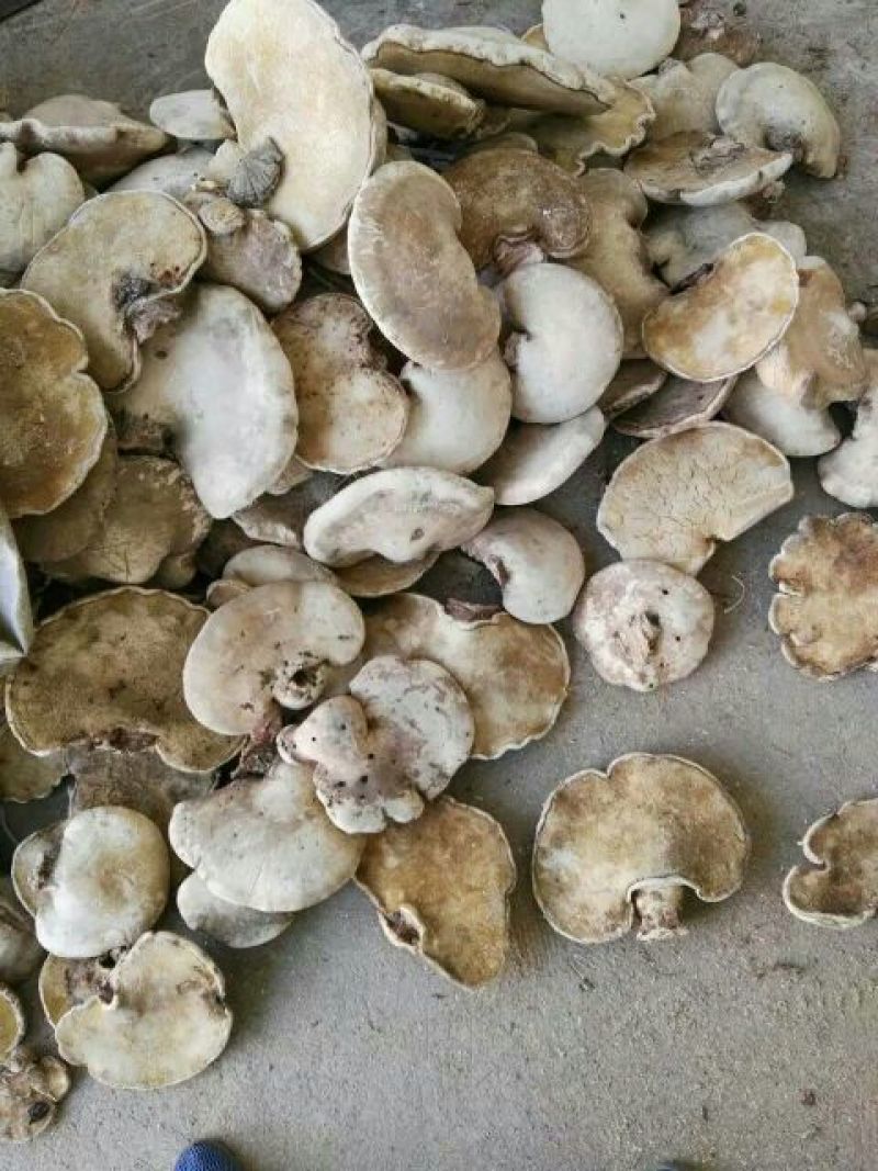 东北长白山特产白灵芝散装野生灵芝产地批发