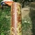 斑竹10~11m