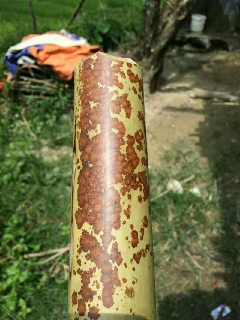 斑竹10~11m