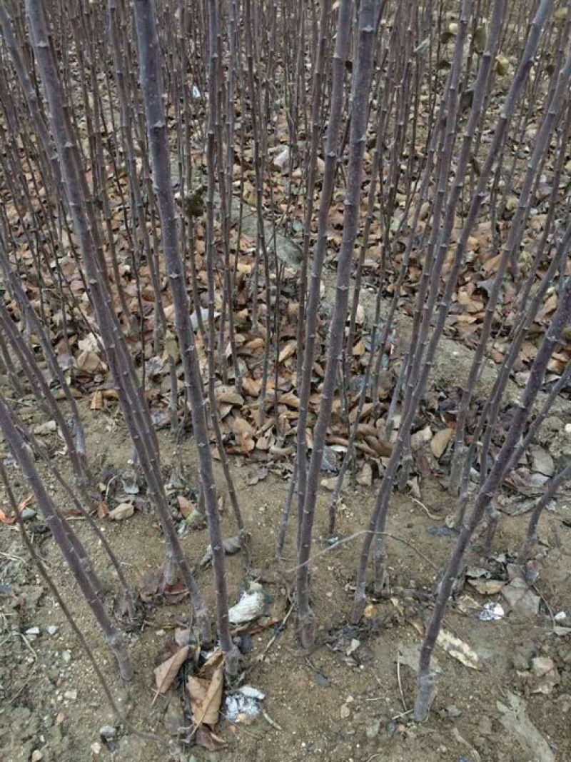 矮化苹果苗中间砧苹果苗早熟中熟晚熟品种
