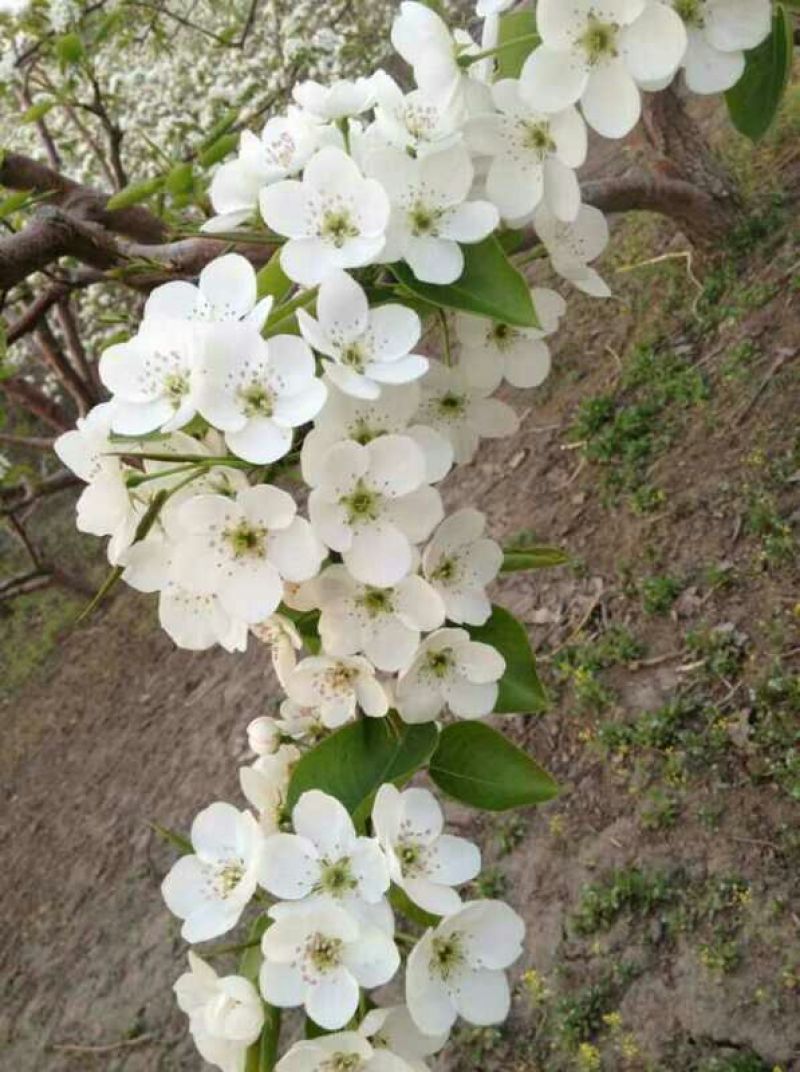 香水梨100~150g光果