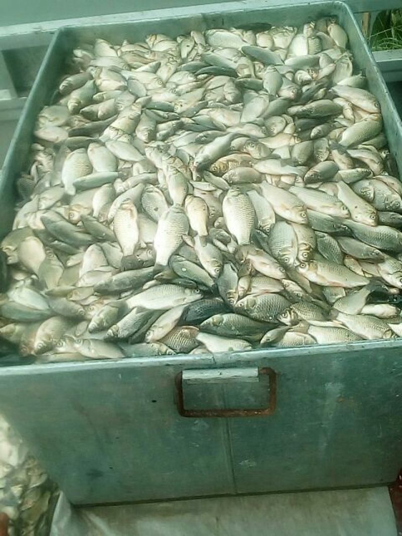 白鲫食用