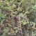 花椒苗1~2年