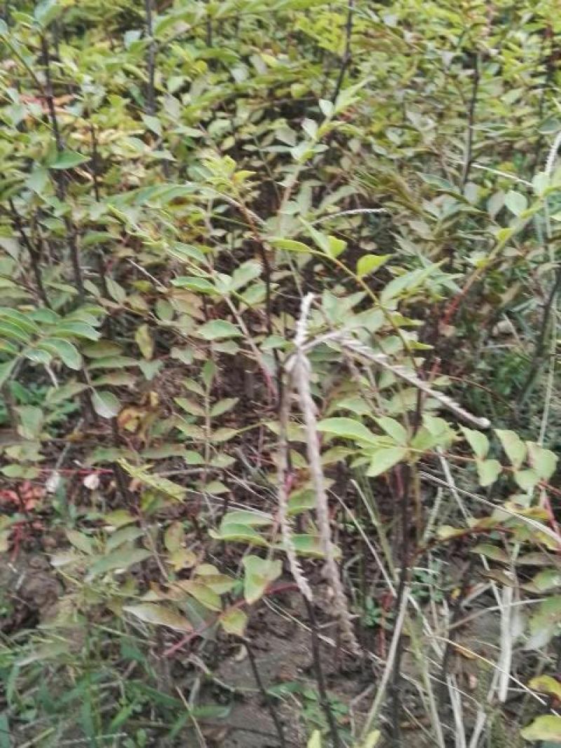 花椒苗1~2年
