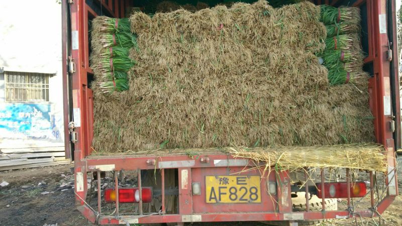 红根蒜苗40cm以下