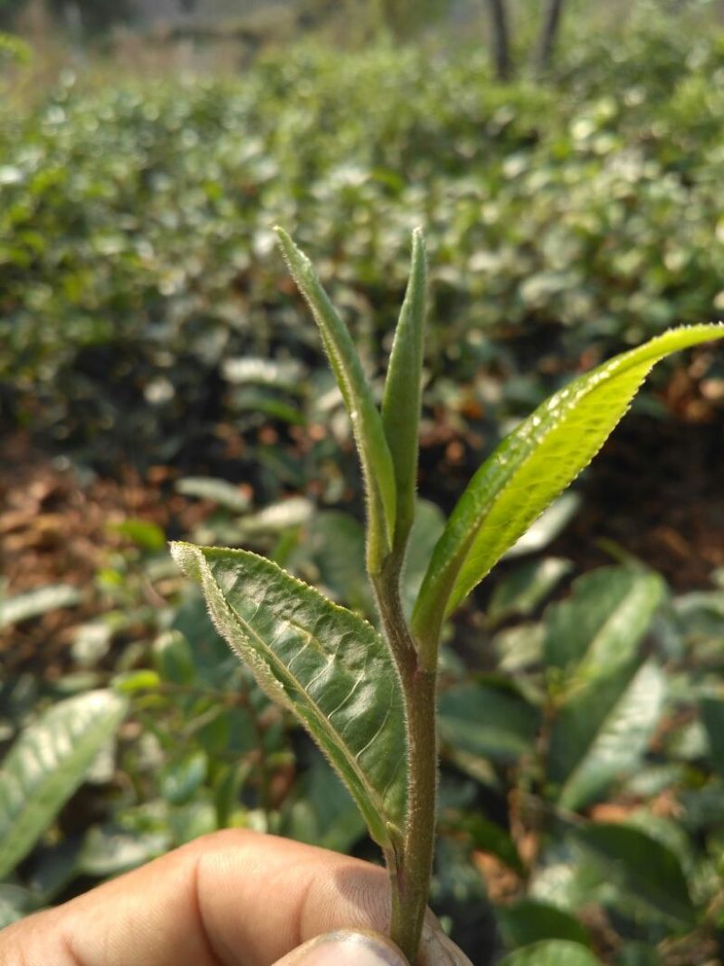 普洱茶