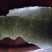 压榨菜籽油一级