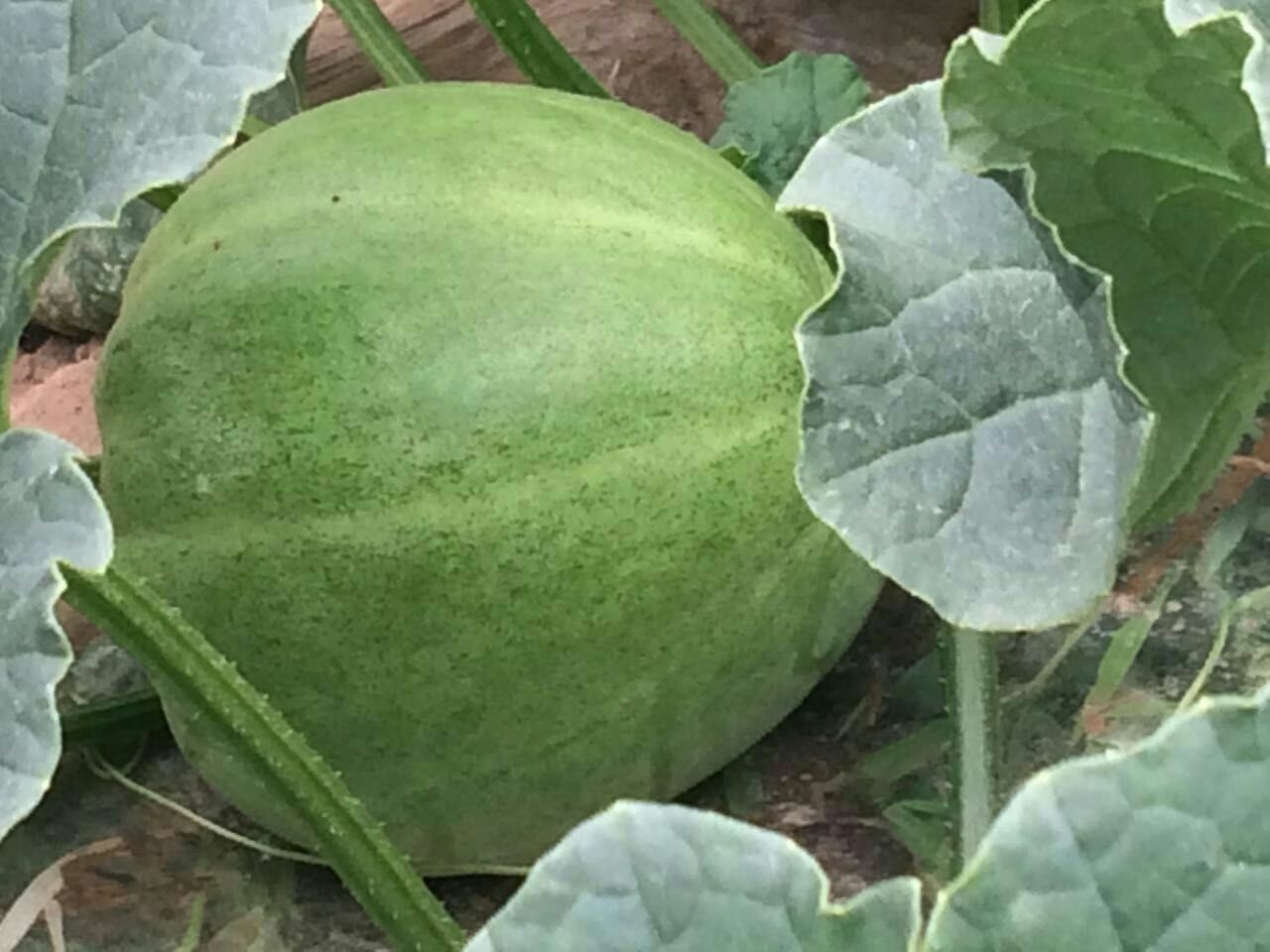 山西运城市闻喜县甜瓜 1斤以上批发_张仁斌供