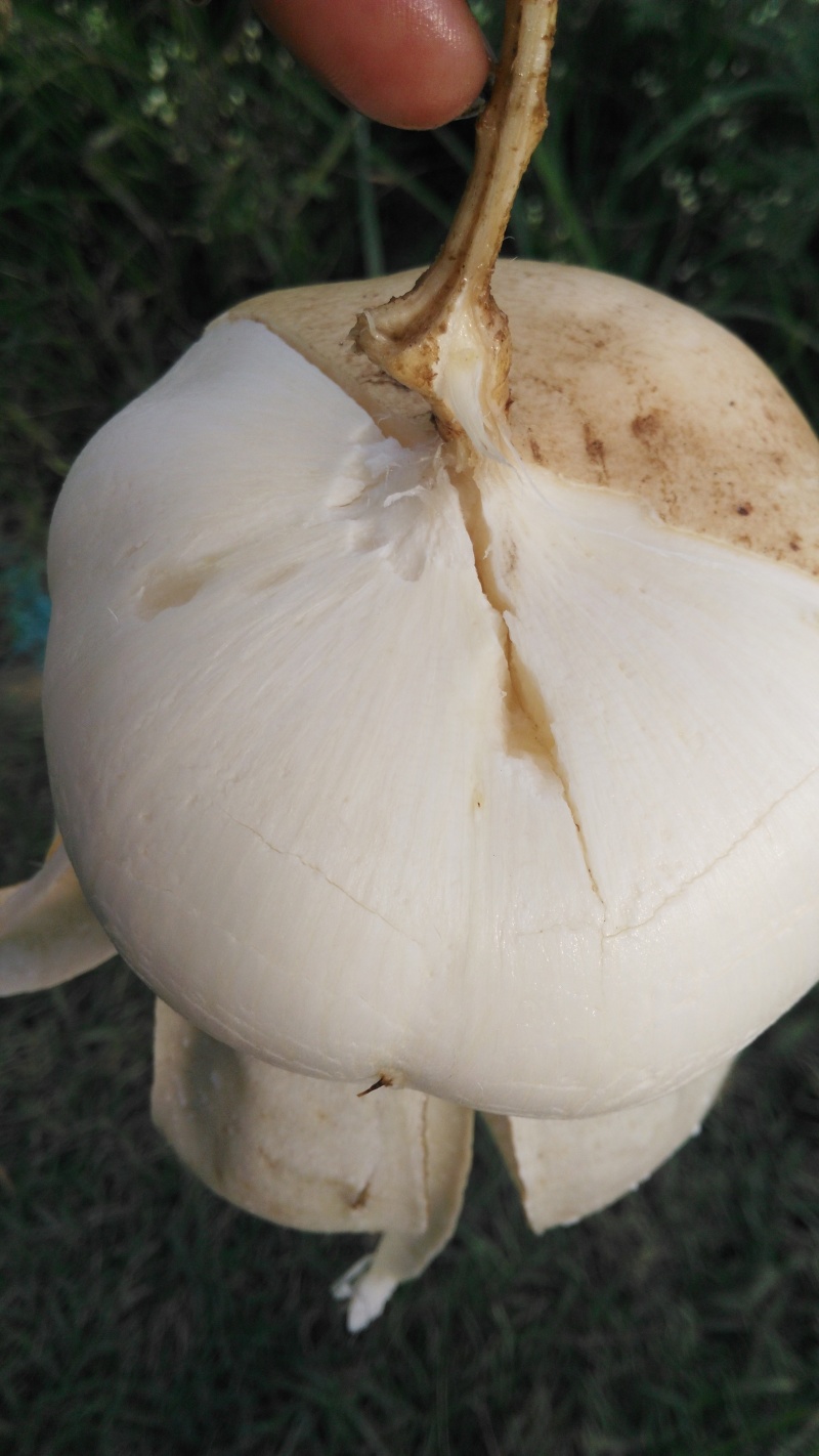 凉薯500~1000g广东徐闻新苗苟葛白地瓜应季节凉薯