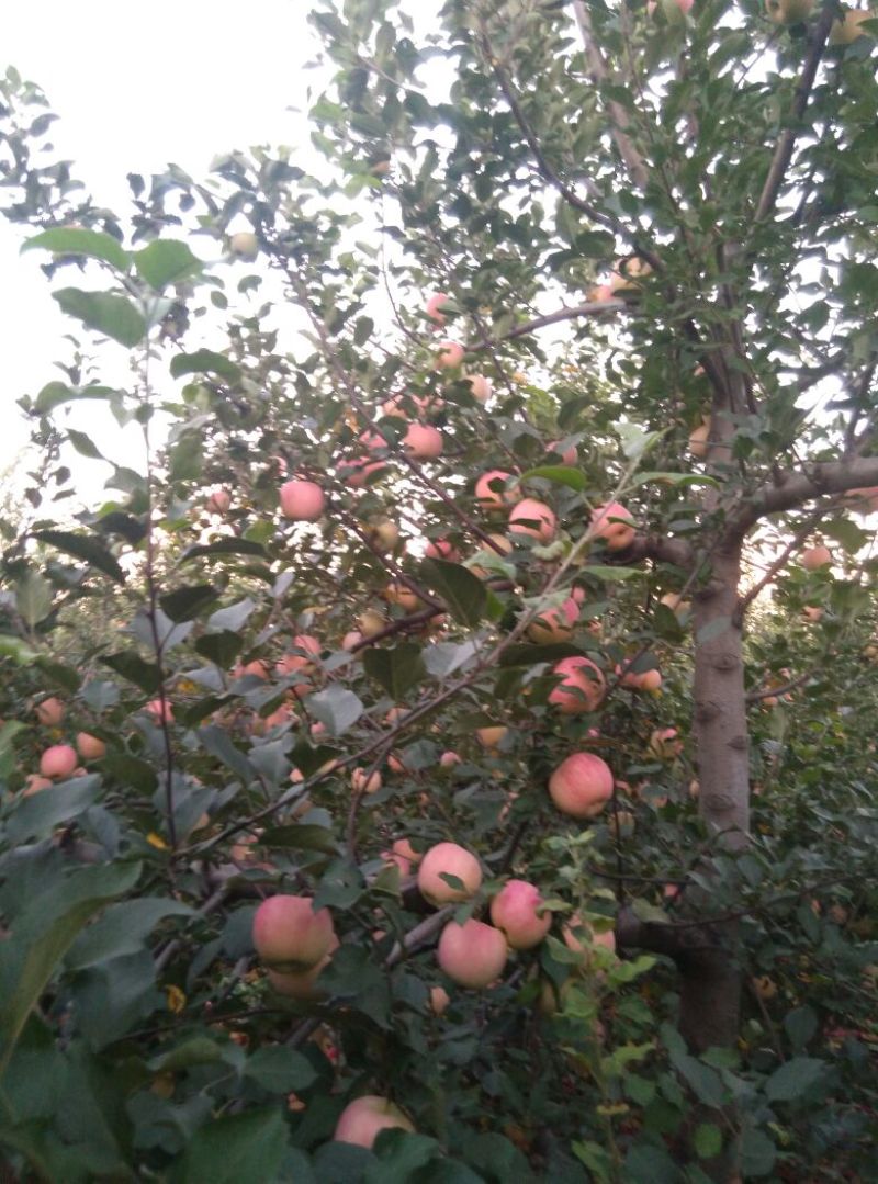 烟富3号纸袋